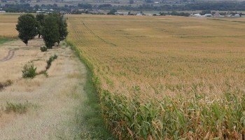 Unwitting Wealth: How a Local Official Scooped up a Georgian Village