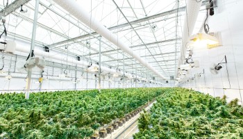 Gang Convicted of Trafficking Migrants, Exploiting them at UK Cannabis Farms