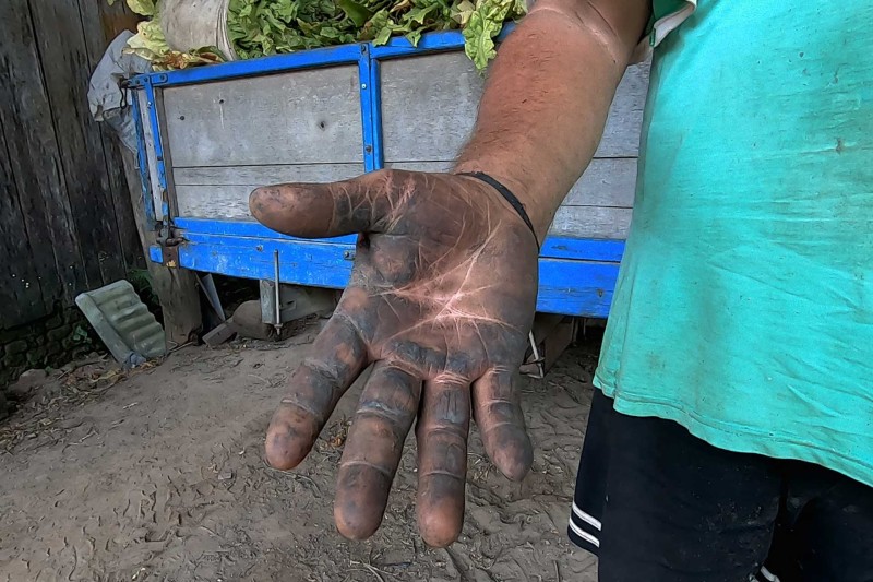 Debt, Death, and Disease: Brazil’s Tobacco Farmers Struggle